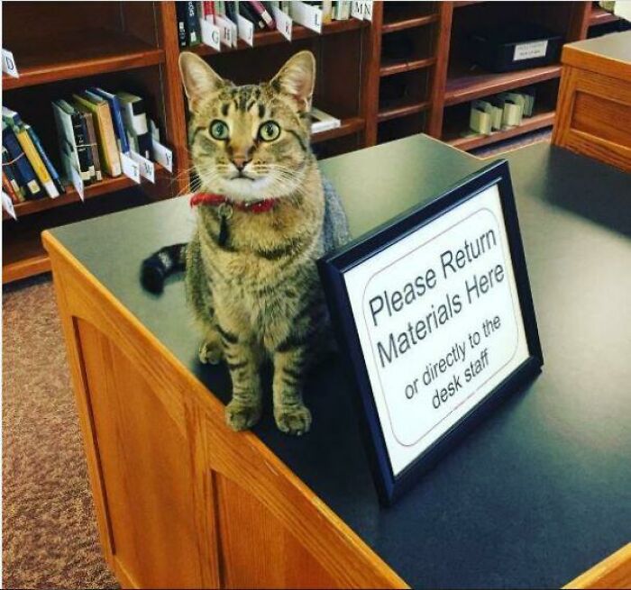 This Online Group Is Dedicated To Cats With Jobs, And Here Are 38 Of Them This Online Group Is Dedicated To Cats With Jobs, And Here Are 38 Of Them