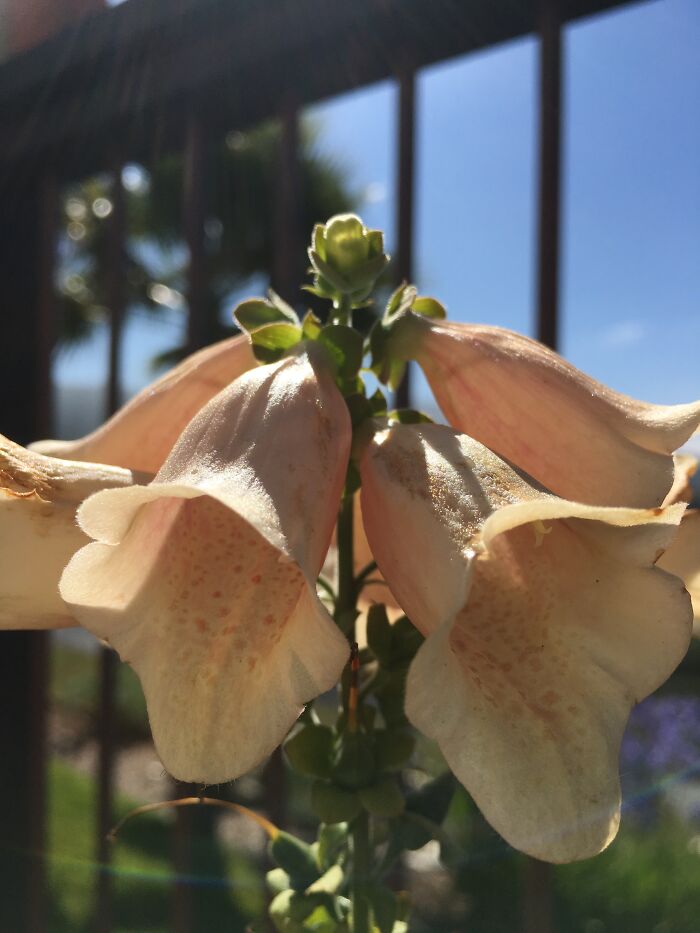 Hey Pandas, Post A Picture Of Your Flowers And Plants (Closed) Hey Pandas, Post A Picture Of Your Flowers And Plants (Closed)