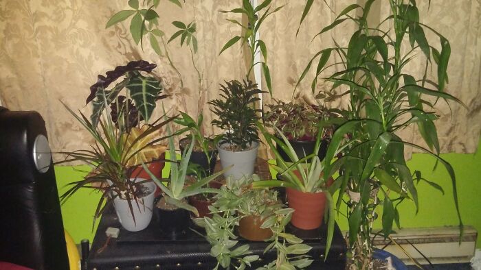 Hey Pandas, Post A Picture Of Your Flowers And Plants (Closed) Hey Pandas, Post A Picture Of Your Flowers And Plants (Closed)