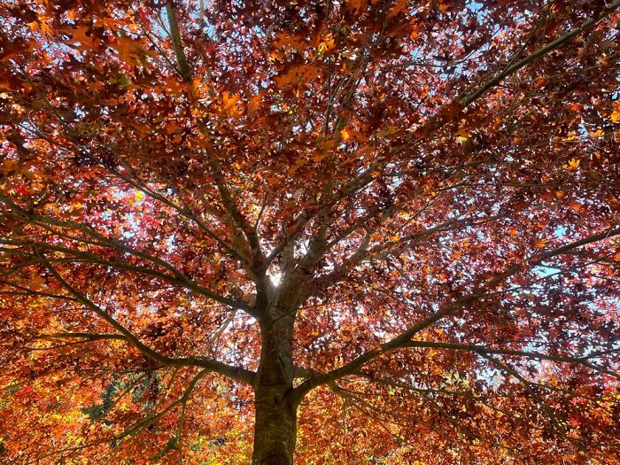 Hey Pandas, Post A Picture Of Your Flowers And Plants (Closed) Hey Pandas, Post A Picture Of Your Flowers And Plants (Closed)