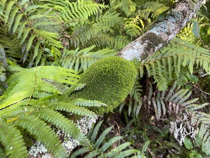 Hey Pandas, Post A Picture Of Your Flowers And Plants (Closed) Hey Pandas, Post A Picture Of Your Flowers And Plants (Closed)