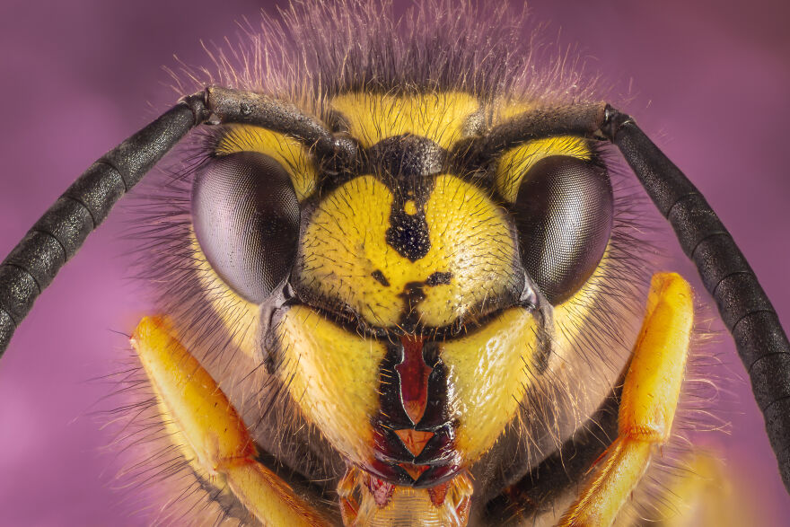 Some Insects Portraits I Took Some Insects Portraits I Took