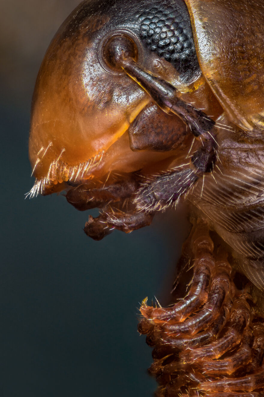Some Insects Portraits I Took Some Insects Portraits I Took