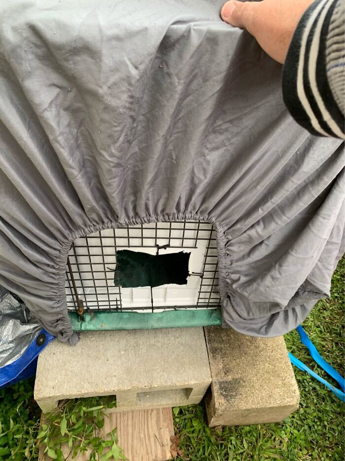 How I Saved The Strays From A Frozen Death With A Shelter Budget Of 0$ How I Saved The Strays From A Frozen Death With A Shelter Budget Of 0$