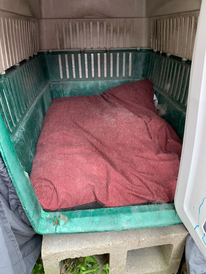 How I Saved The Strays From A Frozen Death With A Shelter Budget Of 0$ How I Saved The Strays From A Frozen Death With A Shelter Budget Of 0$