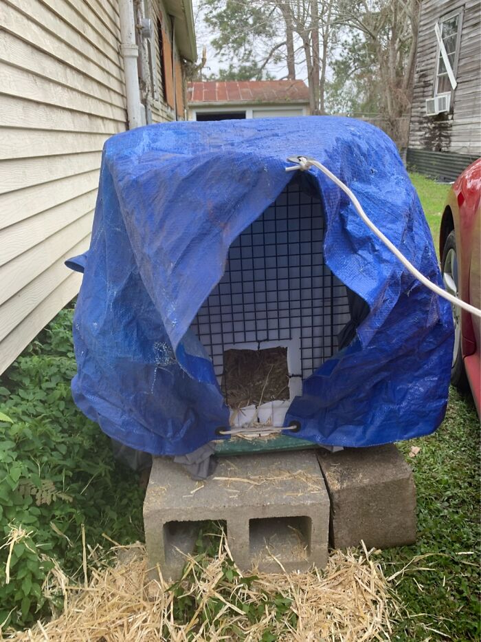 How I Saved The Strays From A Frozen Death With A Shelter Budget Of 0$ How I Saved The Strays From A Frozen Death With A Shelter Budget Of 0$