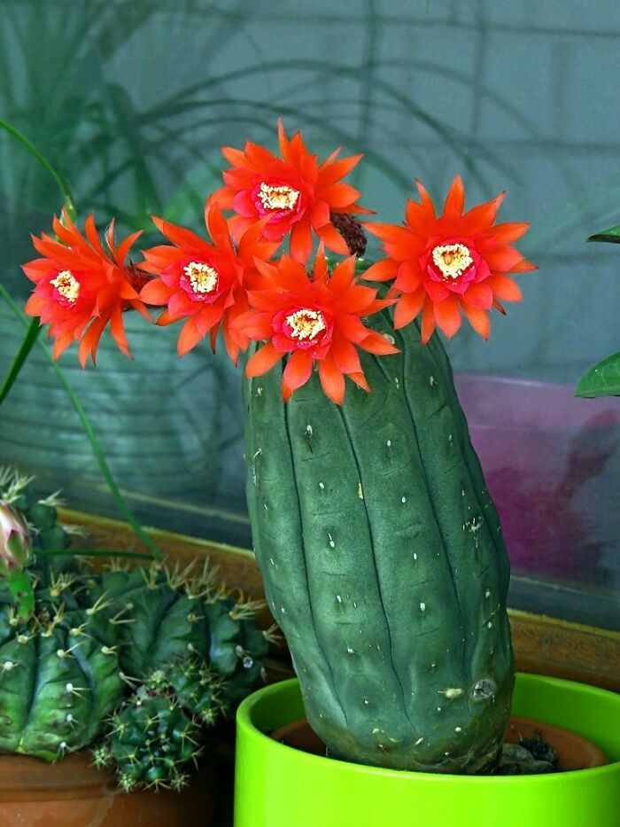 Hey Pandas, Post A Picture Of One Of Your Plants (Closed)