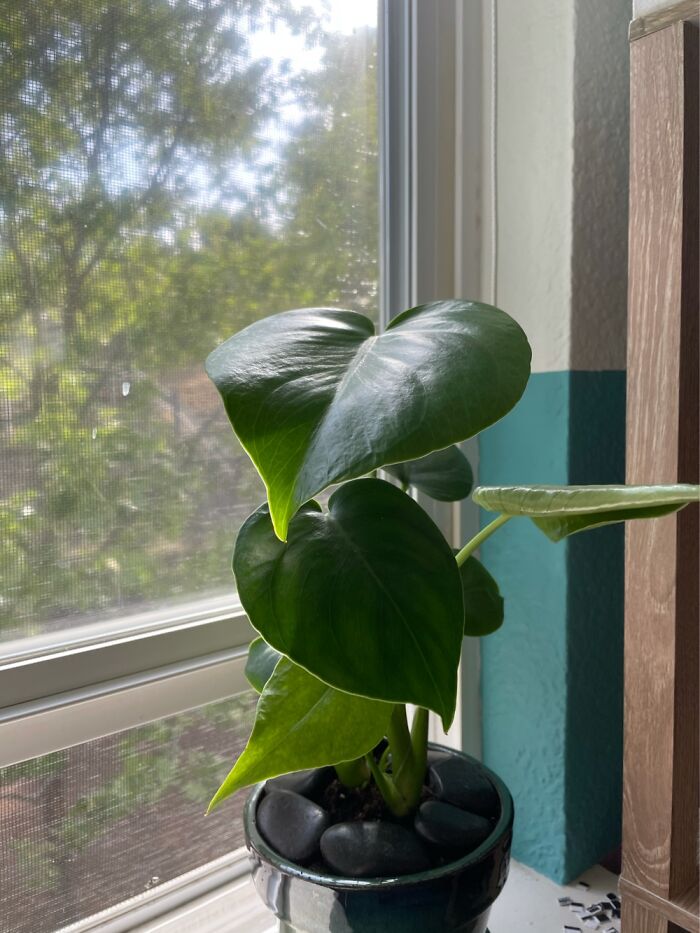 Hey Pandas, Post A Picture Of One Of Your Plants (Closed)