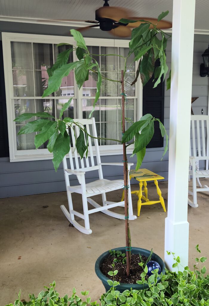 Hey Pandas, Post A Picture Of One Of Your Plants (Closed)