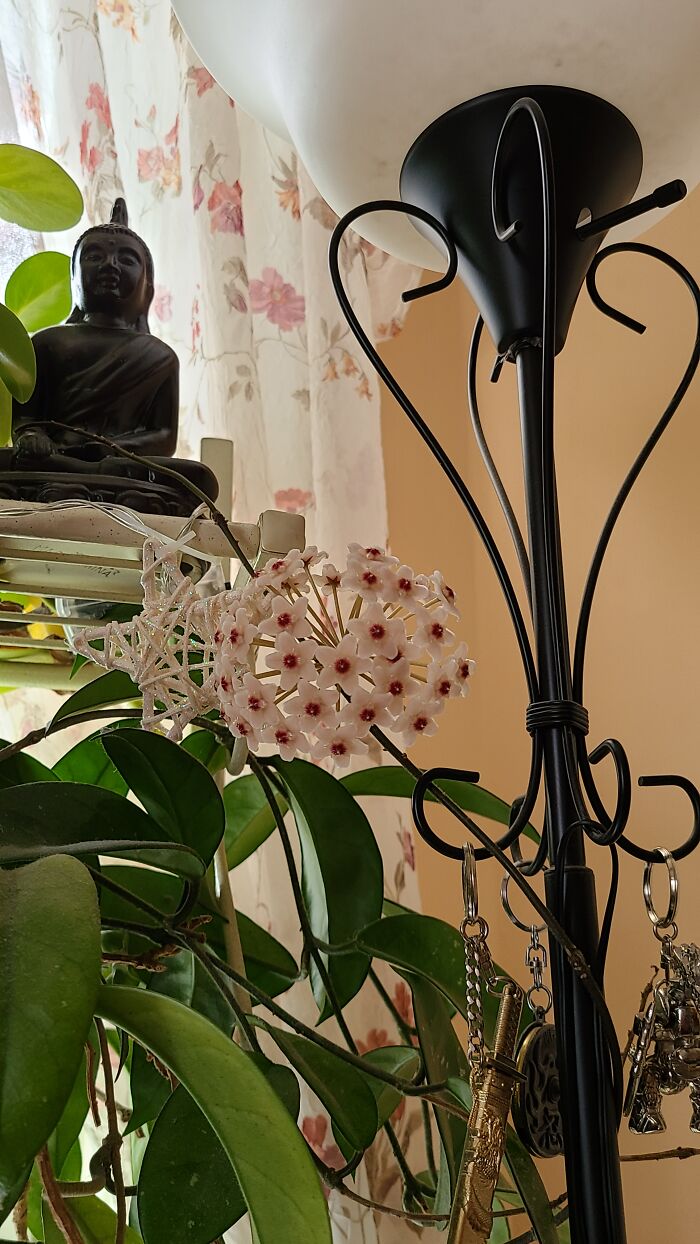 Hey Pandas, Post A Picture Of One Of Your Plants (Closed)