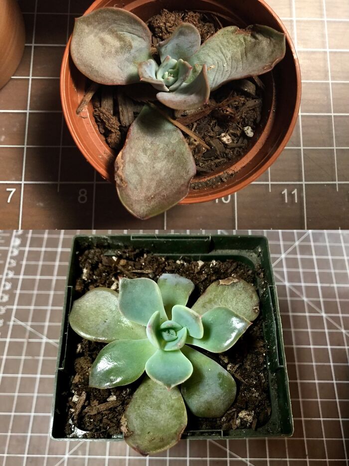 Hey Pandas, Post A Picture Of One Of Your Plants (Closed)