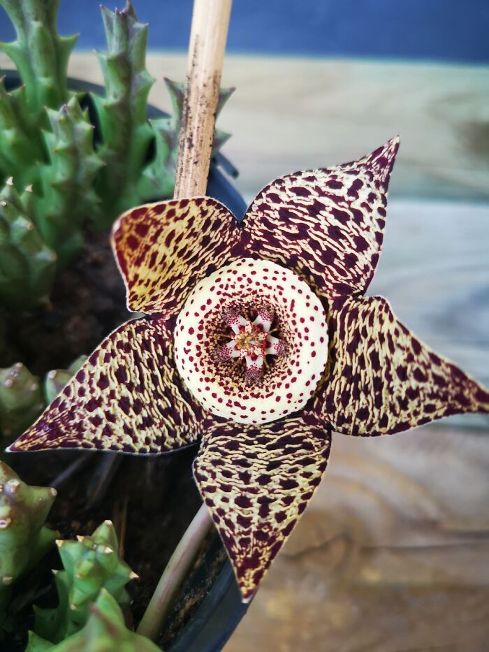 Hey Pandas, Post A Picture Of One Of Your Plants (Closed)