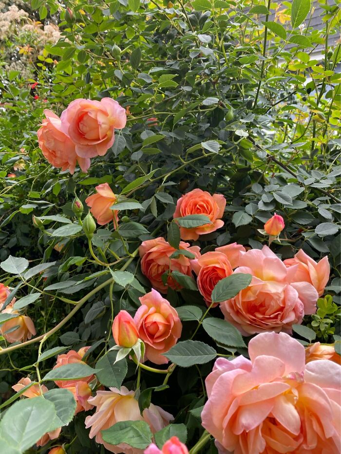 Hey Pandas, Post A Picture Of One Of Your Plants (Closed)