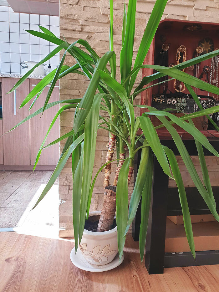 Hey Pandas, Post A Picture Of One Of Your Plants (Closed)