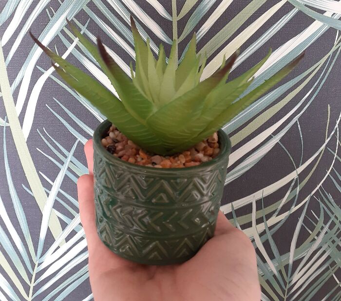 Hey Pandas, Post A Picture Of One Of Your Plants (Closed)