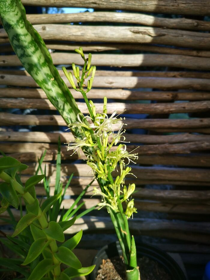 Hey Pandas, Post A Picture Of One Of Your Plants (Closed)