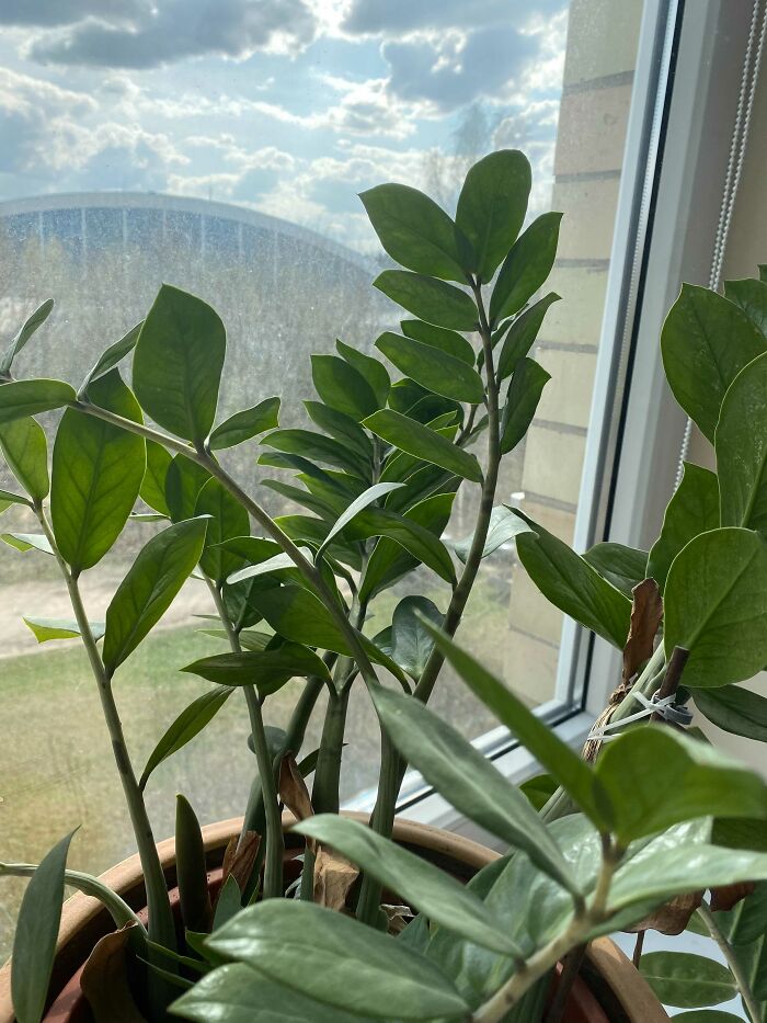 Hey Pandas, Post A Picture Of One Of Your Plants (Closed)