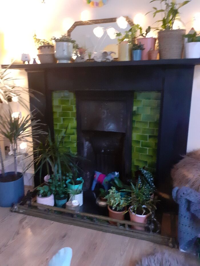 Hey Pandas, Post A Picture Of One Of Your Plants (Closed)