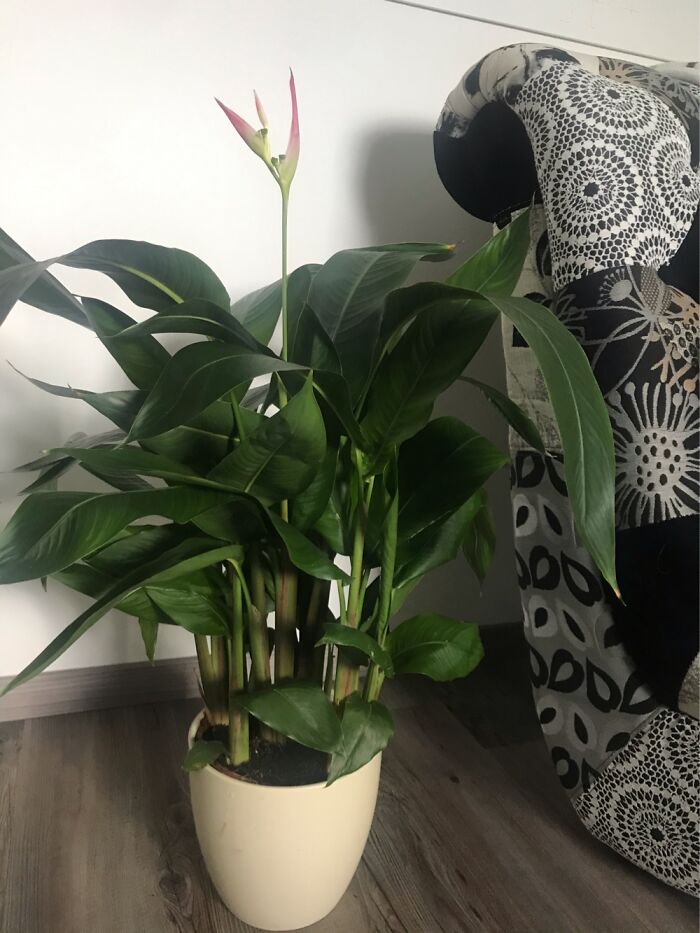 Hey Pandas, Post A Picture Of One Of Your Plants (Closed)