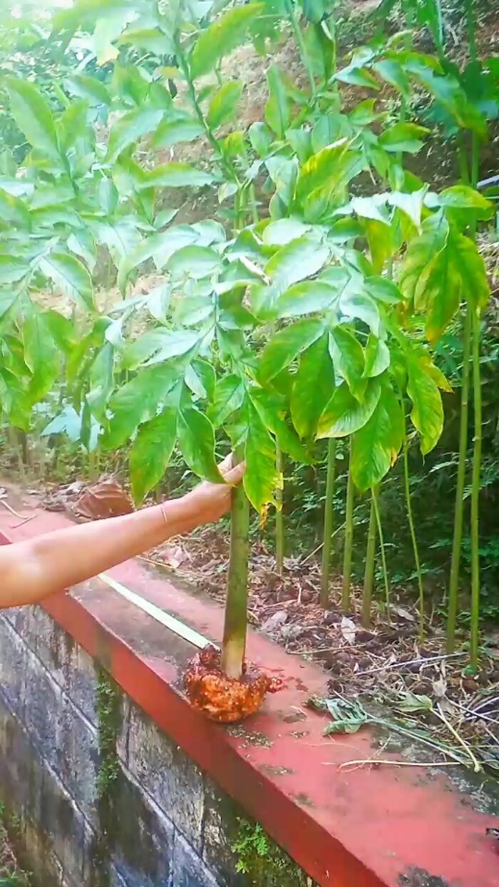 Hey Pandas, Post A Picture Of One Of Your Plants (Closed)