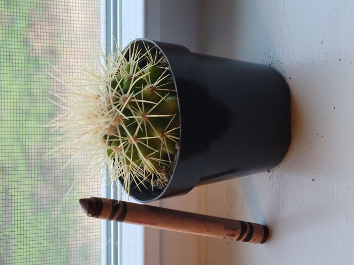 Hey Pandas, Post A Picture Of One Of Your Plants (Closed)