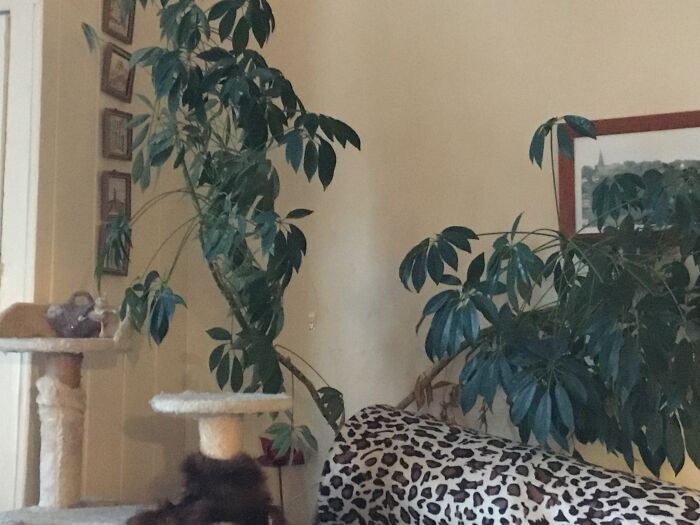 Hey Pandas, Post A Picture Of One Of Your Plants (Closed)