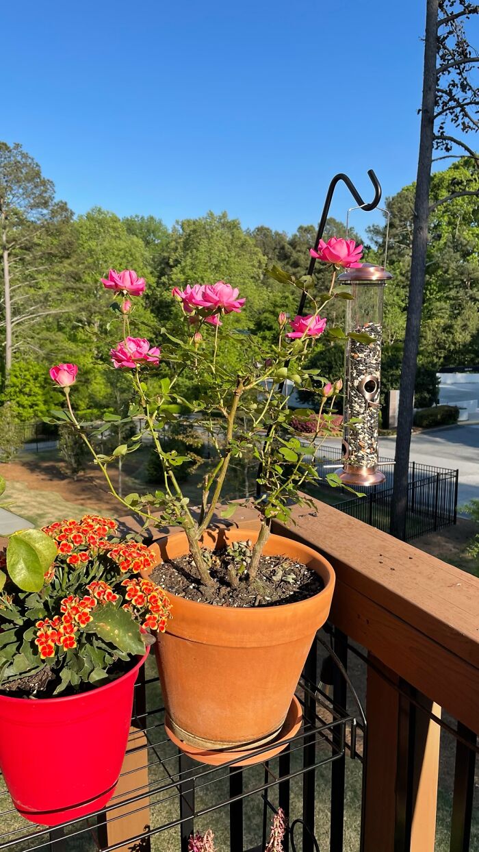 Hey Pandas, Post A Picture Of One Of Your Plants (Closed)