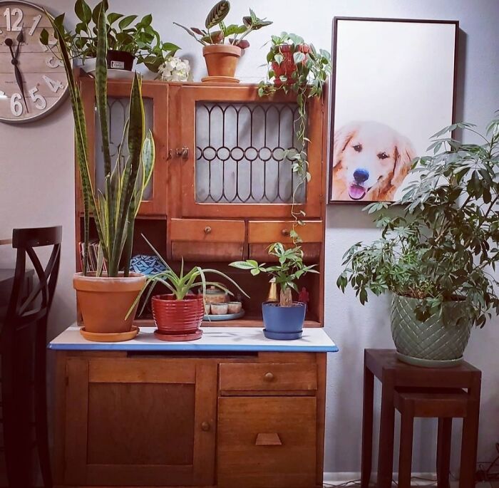 Hey Pandas, Post A Picture Of One Of Your Plants (Closed)