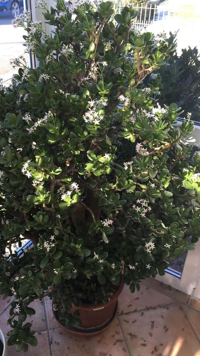 Hey Pandas, Post A Picture Of One Of Your Plants (Closed)