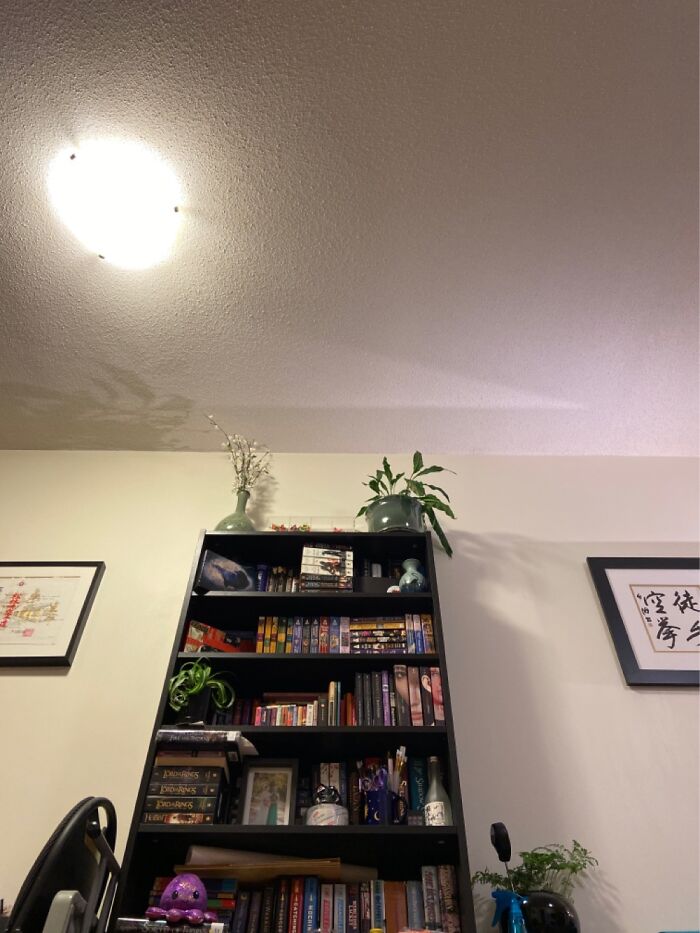 Hey Pandas, Post A Picture Of One Of Your Plants (Closed)