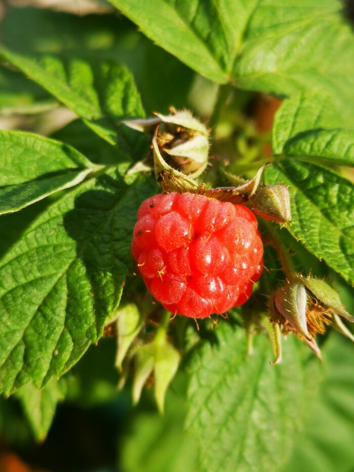 Hey Pandas, Post A Picture Of One Of Your Plants (Closed)