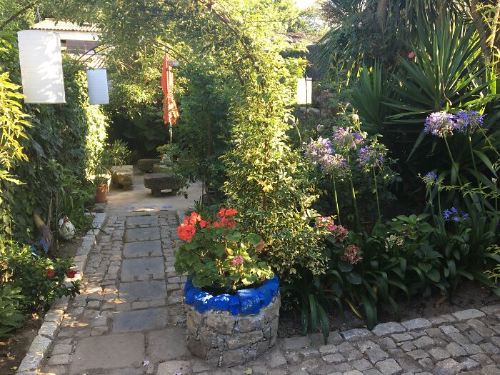 Hey Pandas, Post A Picture Of One Of Your Plants (Closed)