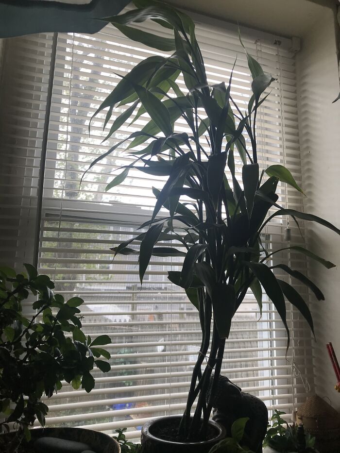 Hey Pandas, Post A Picture Of One Of Your Plants (Closed)