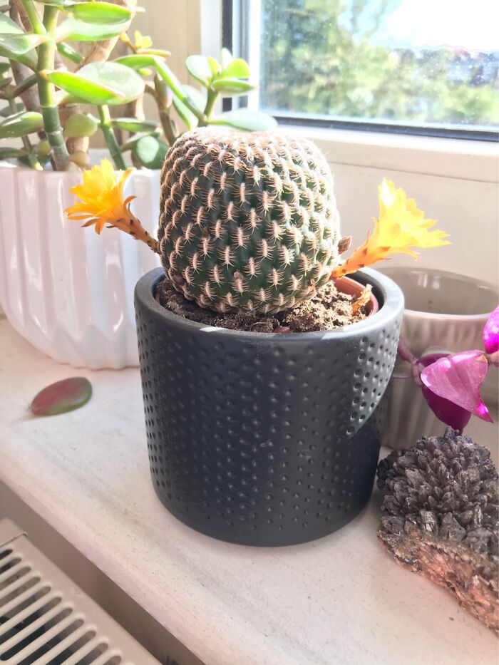 Hey Pandas, Post A Picture Of One Of Your Plants (Closed)