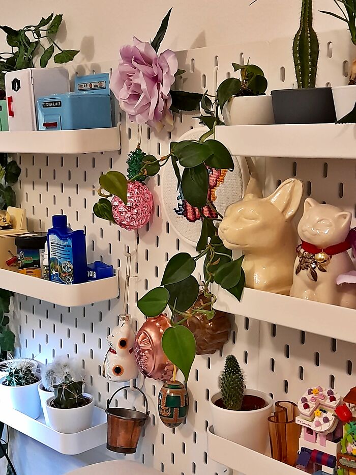 Hey Pandas, Post A Picture Of One Of Your Plants (Closed)