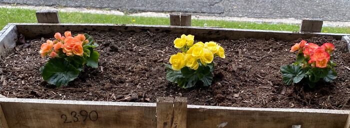 Hey Pandas, Post A Picture Of One Of Your Plants (Closed)