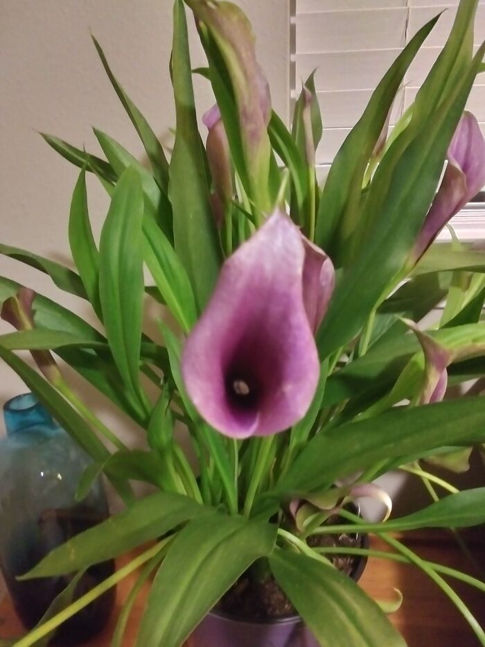 Hey Pandas, Post A Picture Of One Of Your Plants (Closed)