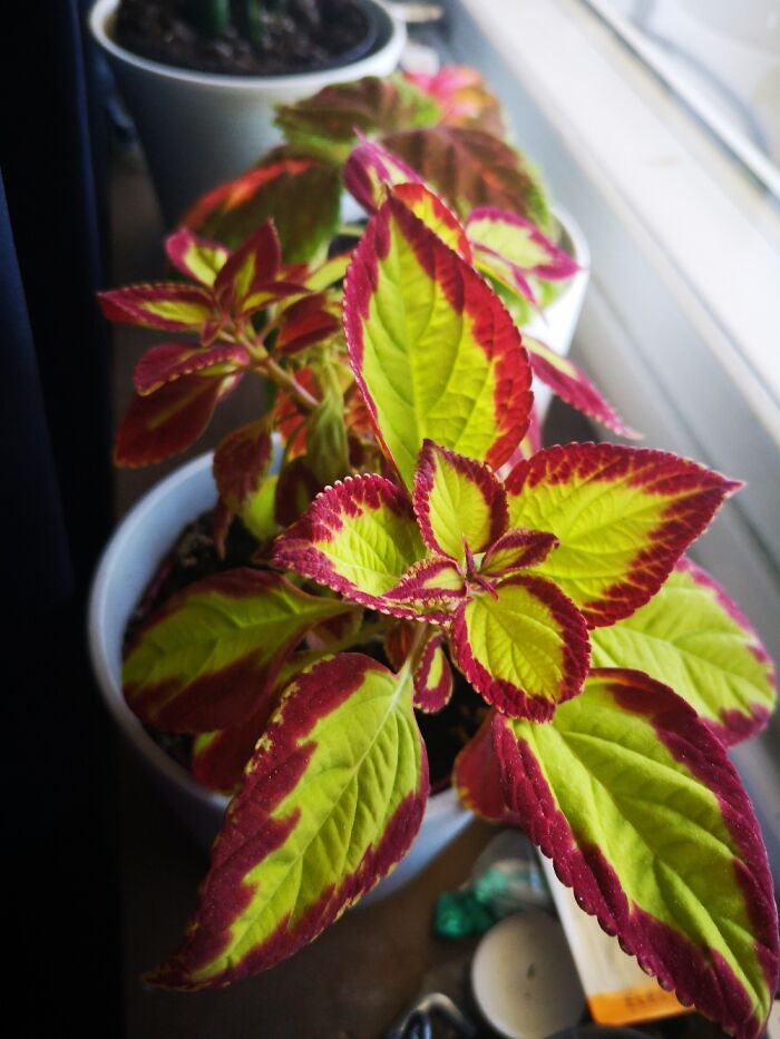 Hey Pandas, Post A Picture Of One Of Your Plants (Closed)