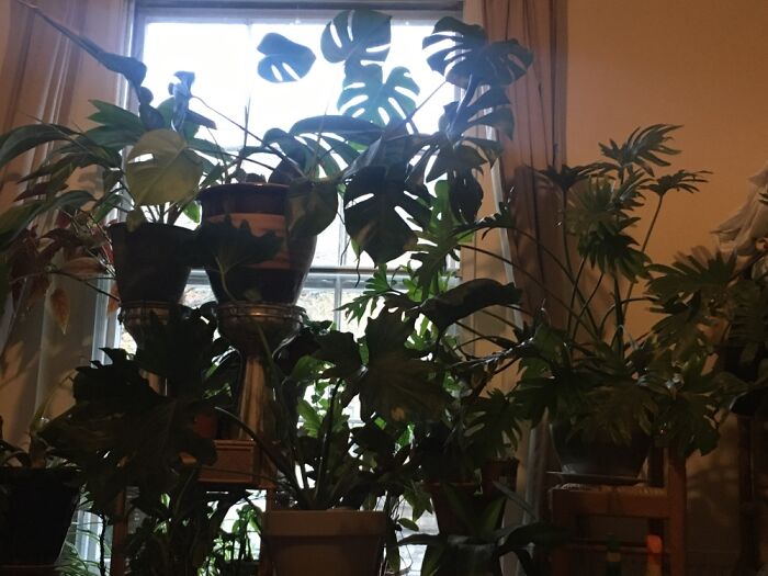 Hey Pandas, Post A Picture Of One Of Your Plants (Closed)