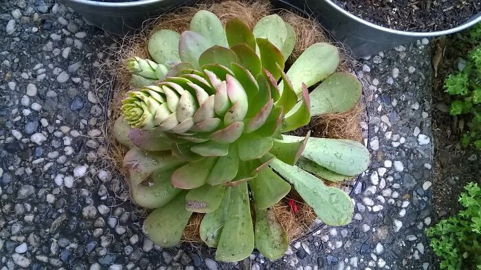 Hey Pandas, Post A Picture Of One Of Your Plants (Closed)