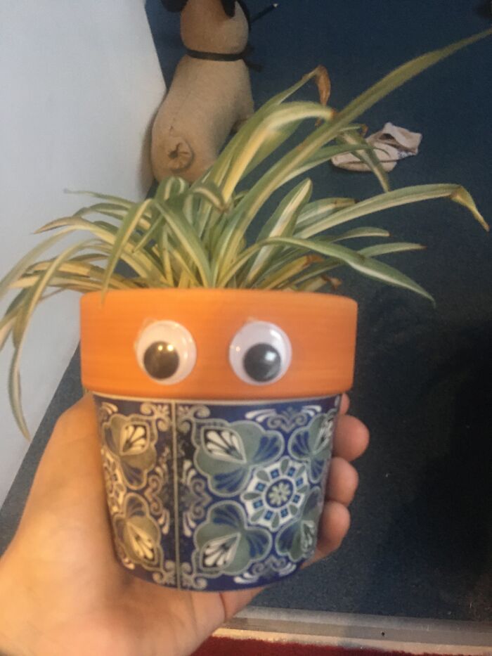 Hey Pandas, Post A Picture Of One Of Your Plants (Closed)