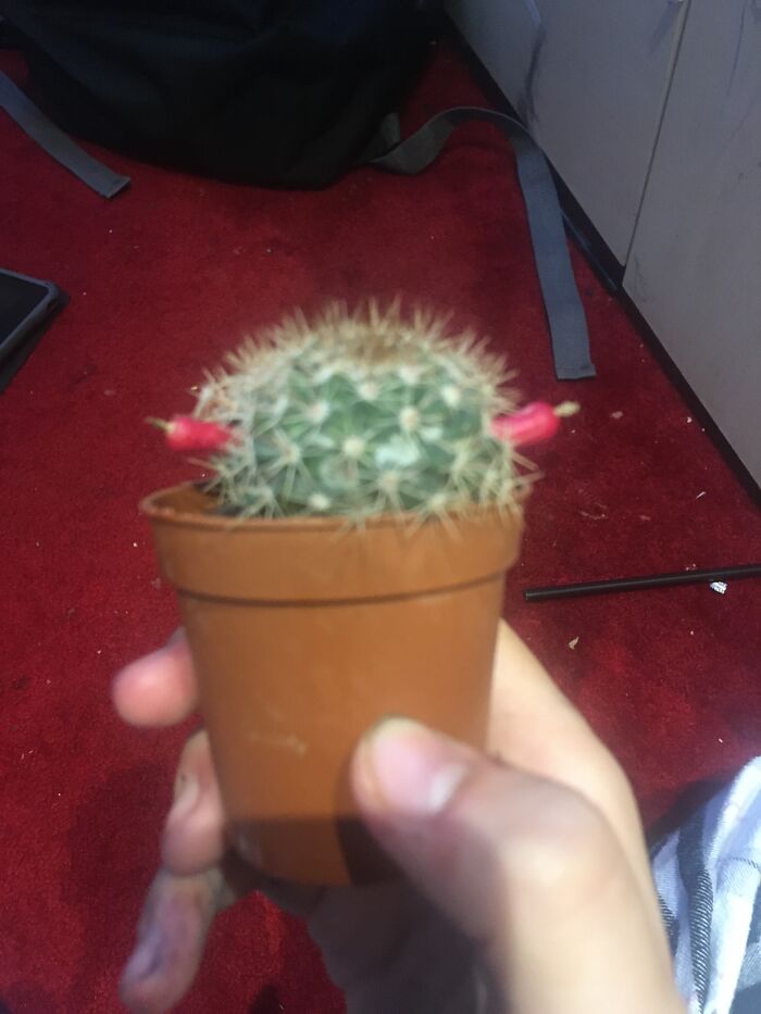 Hey Pandas, Post A Picture Of One Of Your Plants (Closed)