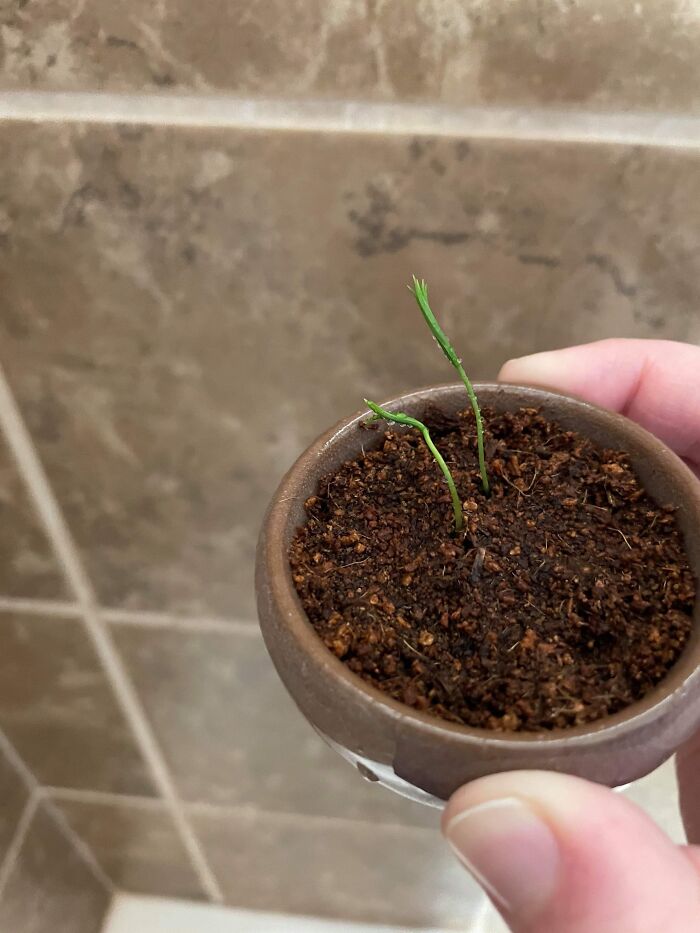 Hey Pandas, Post A Picture Of One Of Your Plants (Closed)