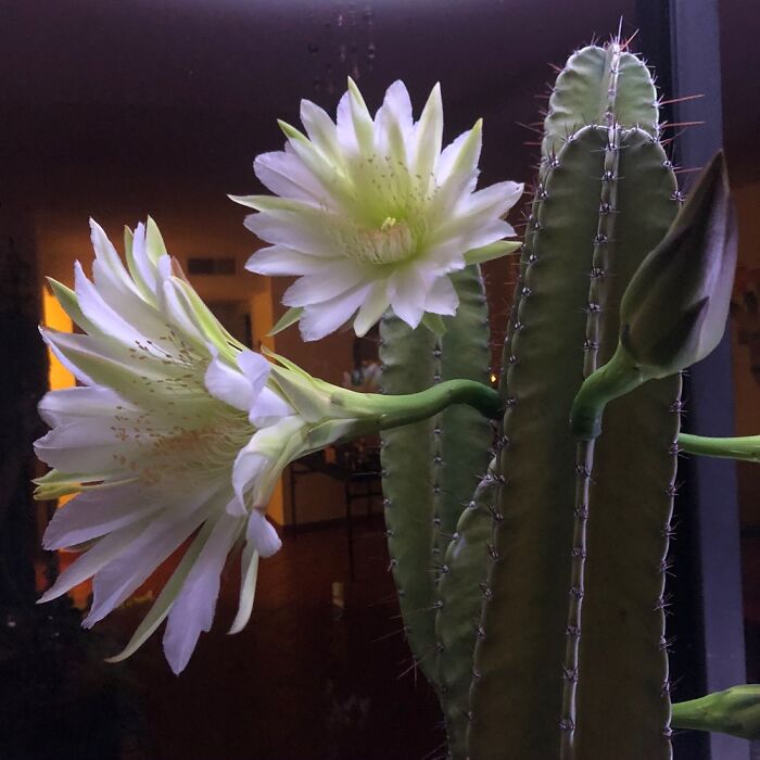 Hey Pandas, Post A Picture Of One Of Your Plants (Closed)