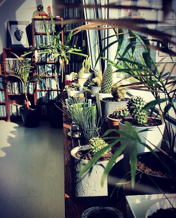 Hey Pandas, Post A Picture Of One Of Your Plants (Closed)