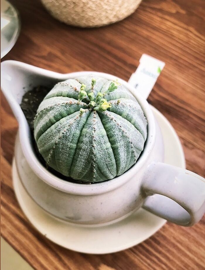 Hey Pandas, Post A Picture Of One Of Your Plants (Closed)