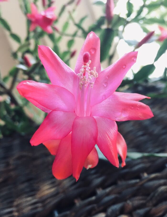 Hey Pandas, Post A Picture Of One Of Your Plants (Closed)