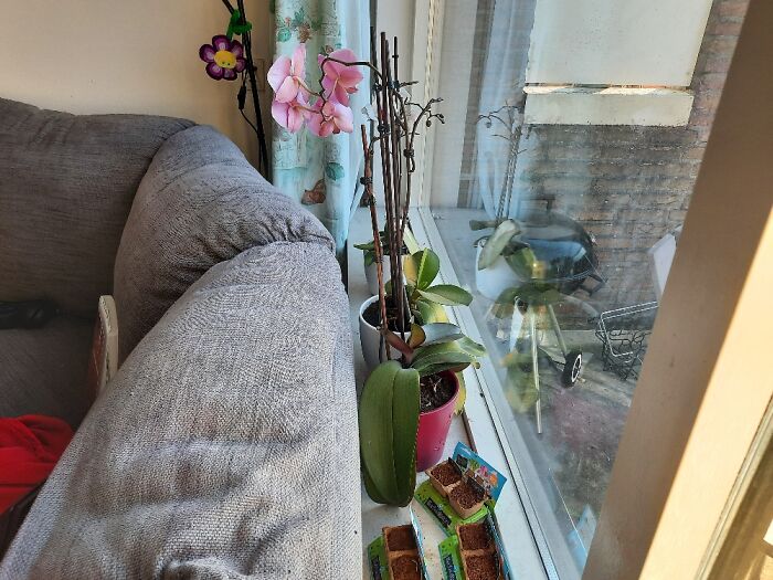 Hey Pandas, Post A Picture Of One Of Your Plants (Closed)