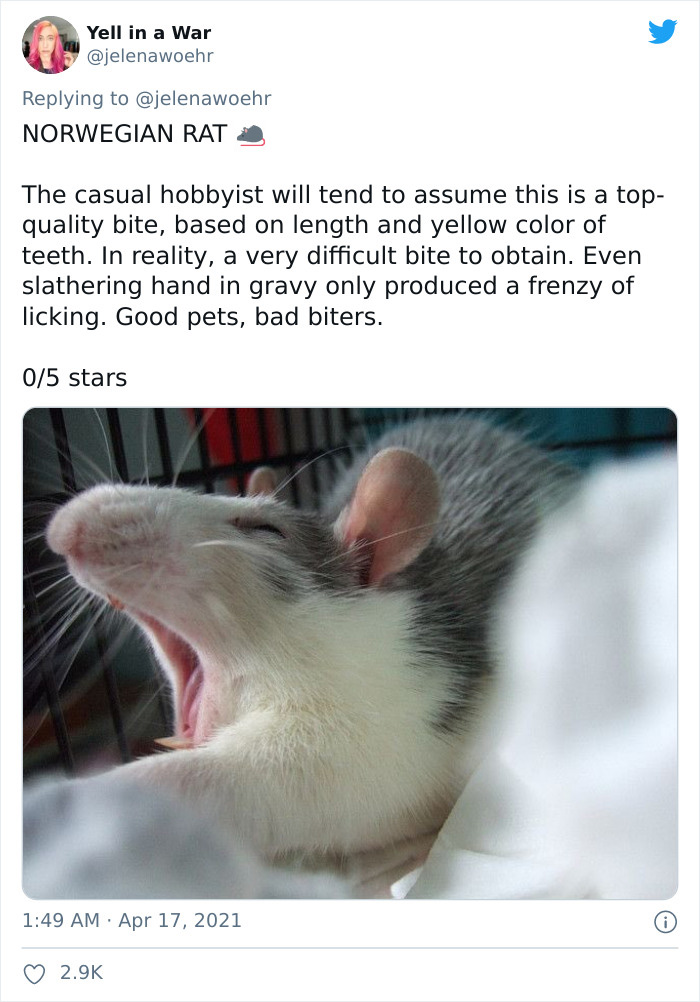 Woman On Twitter Educates People On Getting Bitten By These 20 Different Animals Woman On Twitter Educates People On Getting Bitten By These 20 Different Animals