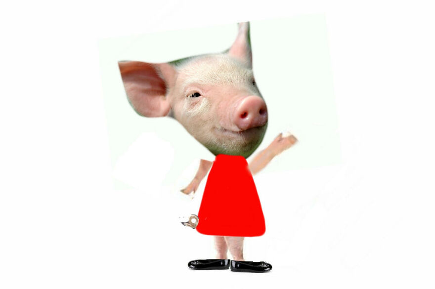 Hey Pandas, What Is Your Wallpaper? Hey Pandas, What Is Your Wallpaper?